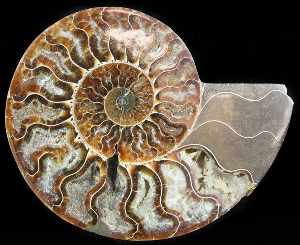 Agatized Ammonite Fossil (Half) #45525
